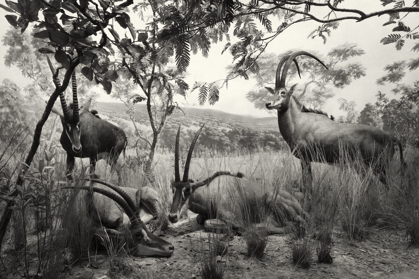 Sable Antelopes
